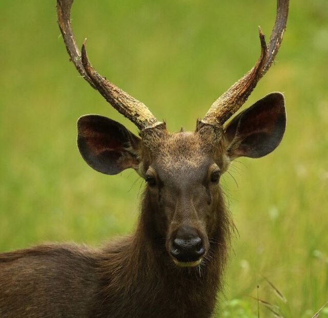 Wildlife Safari in Nagarhole National Park